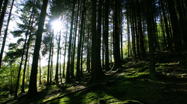 Walk your dog through beautiful Grizedale Forest